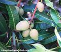 Mangifera quadrifida